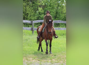 Weitere Warmblüter Mix, Wallach, 15 Jahre, 155 cm, Brauner