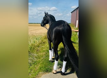 Weitere Warmblüter, Wallach, 15 Jahre, 157 cm