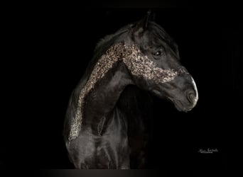 Weitere Warmblüter, Wallach, 15 Jahre, 157 cm