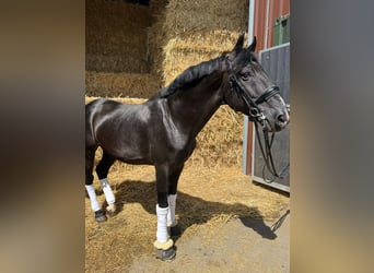 Weitere Warmblüter, Wallach, 15 Jahre, 157 cm