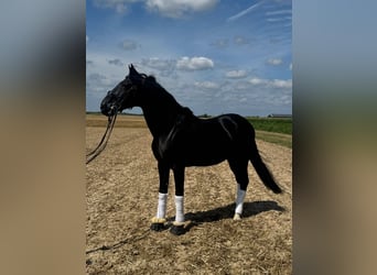 Weitere Warmblüter, Wallach, 15 Jahre, 157 cm