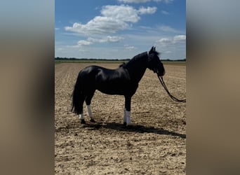 Weitere Warmblüter, Wallach, 15 Jahre, 157 cm