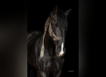 Weitere Warmblüter, Wallach, 15 Jahre, 157 cm