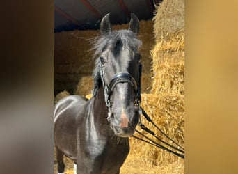 Weitere Warmblüter, Wallach, 15 Jahre, 157 cm