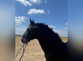 Weitere Warmblüter, Wallach, 15 Jahre, 157 cm