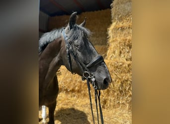 Weitere Warmblüter, Wallach, 15 Jahre, 157 cm