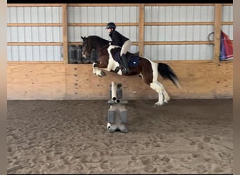 Weitere Warmblüter, Wallach, 15 Jahre, 157 cm, Tobiano-alle-Farben