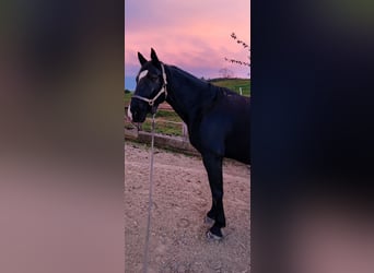 Weitere Warmblüter, Wallach, 15 Jahre, 160 cm, Rappe