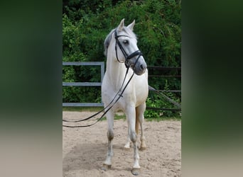 Weitere Warmblüter, Wallach, 15 Jahre, 160 cm, Schimmel