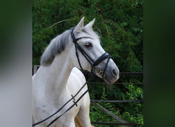 Weitere Warmblüter, Wallach, 15 Jahre, 160 cm, Schimmel