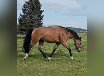 Weitere Warmblüter, Wallach, 15 Jahre, 165 cm, Brauner