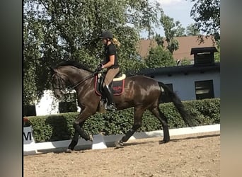 Weitere Warmblüter, Wallach, 15 Jahre, 172 cm, Dunkelbrauner