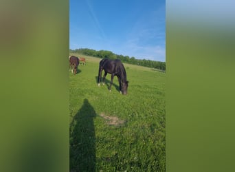 Weitere Warmblüter, Wallach, 15 Jahre, 174 cm