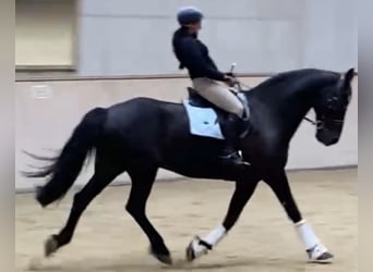 Weitere Warmblüter, Wallach, 15 Jahre, 180 cm, Rappe