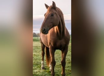 Weitere Warmblüter, Wallach, 15 Jahre, 185 cm, Fuchs