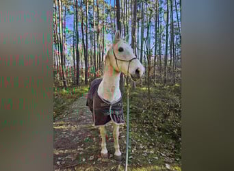 Weitere Warmblüter, Wallach, 16 Jahre, 154 cm, Schimmel