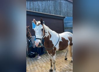 Weitere Warmblüter, Wallach, 16 Jahre, 155 cm, Schecke