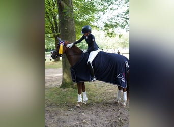 Weitere Warmblüter, Wallach, 16 Jahre, 158 cm, Fuchs