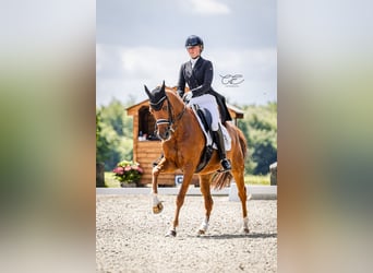 Weitere Warmblüter, Wallach, 16 Jahre, 158 cm, Fuchs
