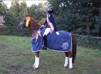 Weitere Warmblüter, Wallach, 16 Jahre, 158 cm, Fuchs