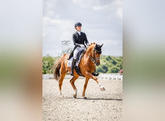 Weitere Warmblüter, Wallach, 16 Jahre, 158 cm, Fuchs