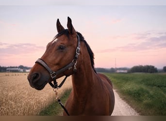 Weitere Warmblüter, Wallach, 16 Jahre, 165 cm, Brauner