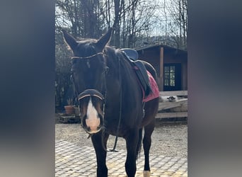 Weitere Warmblüter, Wallach, 16 Jahre, 165 cm, Rappe