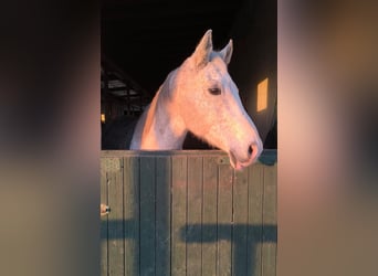 Weitere Warmblüter, Wallach, 16 Jahre, 165 cm, Schimmel