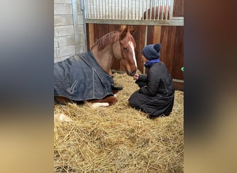 Weitere Warmblüter, Wallach, 16 Jahre, 170 cm, Fuchs