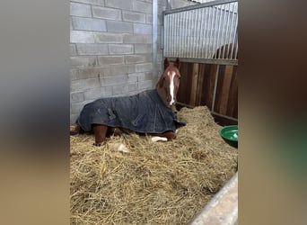 Weitere Warmblüter, Wallach, 16 Jahre, 170 cm, Fuchs