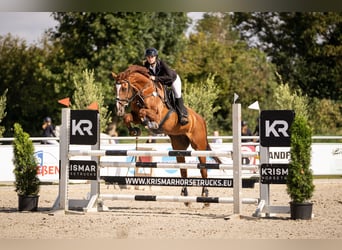 Weitere Warmblüter, Wallach, 16 Jahre, 170 cm, Fuchs