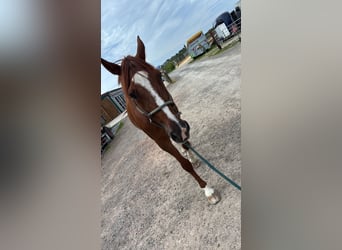 Weitere Warmblüter, Wallach, 16 Jahre, 170 cm, Fuchs