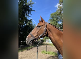 Weitere Warmblüter, Wallach, 16 Jahre, 170 cm, Fuchs