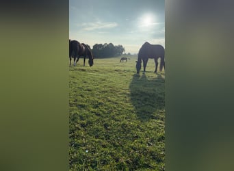 Weitere Warmblüter, Wallach, 16 Jahre, 170 cm, Fuchs
