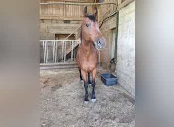 Weitere Warmblüter, Wallach, 16 Jahre, 174 cm, Brauner