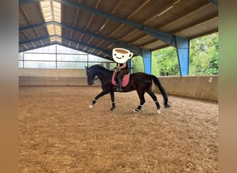 Weitere Warmblüter, Wallach, 16 Jahre, 174 cm