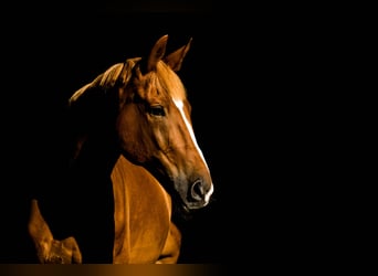 Weitere Warmblüter, Wallach, 16 Jahre, 175 cm, Fuchs