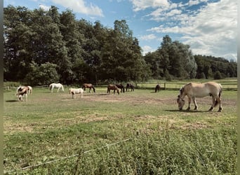 Weitere Warmblüter Mix, Wallach, 16 Jahre