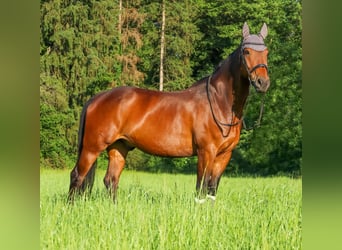 Weitere Warmblüter Mix, Wallach, 17 Jahre, 157 cm, Brauner