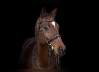 Weitere Warmblüter, Wallach, 17 Jahre, 165 cm, Brauner