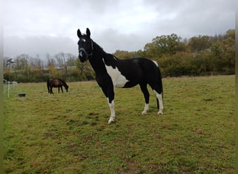 Weitere Warmblüter, Wallach, 17 Jahre, 165 cm, Schecke