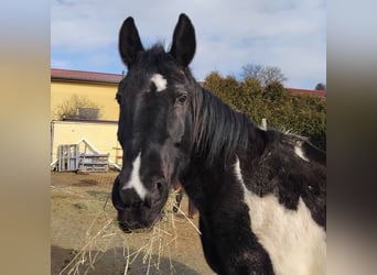 Weitere Warmblüter, Wallach, 17 Jahre, 165 cm, Schecke