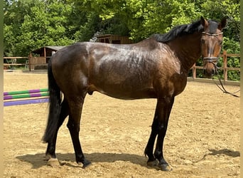 Weitere Warmblüter, Wallach, 17 Jahre, 168 cm, Brauner
