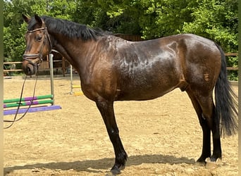 Weitere Warmblüter, Wallach, 17 Jahre, 168 cm, Brauner