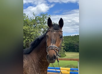 Weitere Warmblüter, Wallach, 17 Jahre, 168 cm, Brauner