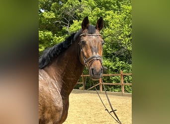 Weitere Warmblüter, Wallach, 17 Jahre, 168 cm, Brauner