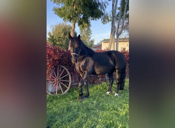 Weitere Warmblüter, Wallach, 17 Jahre, 170 cm, Rappe