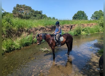 Weitere Warmblüter, Wallach, 17 Jahre, 171 cm, Brauner