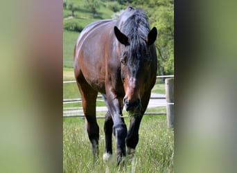 Weitere Warmblüter, Wallach, 17 Jahre, 172 cm, Brauner