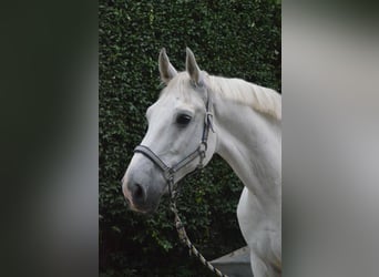 Weitere Warmblüter, Wallach, 17 Jahre, 178 cm, Schimmel